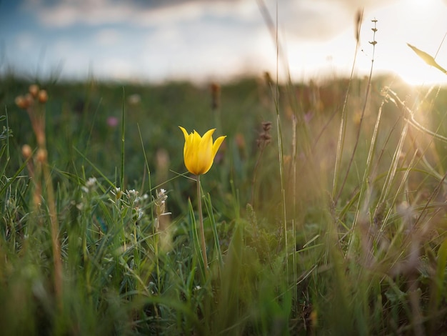 Les belles fleurs sauvages dans les rayons du coucher du soleil