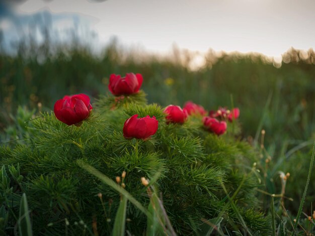 Les belles fleurs sauvages dans les rayons du coucher du soleil