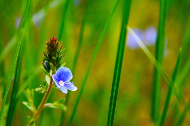 Les belles fleurs sauvages du bleu Veronica Chamadris