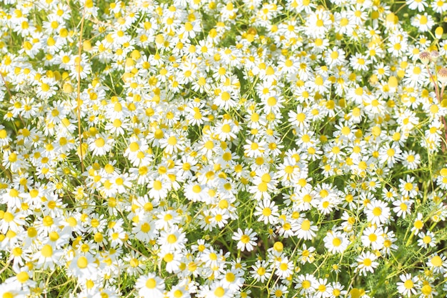 Belles fleurs sauvages d'été sur une journée ensoleillée