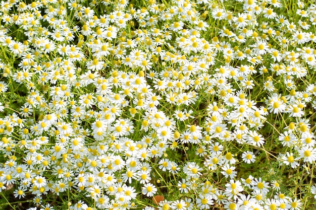 Belles fleurs sauvages d'été sur une journée ensoleillée