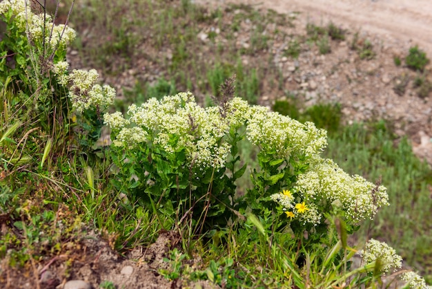 Belles fleurs sauvages en fleurs