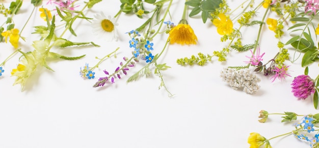 Belles fleurs sauvages sur mur blanc