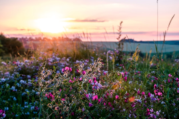 Belles fleurs sauvages sur un pré vert, chaude soirée d'été avec un pré lumineux au coucher du soleil.