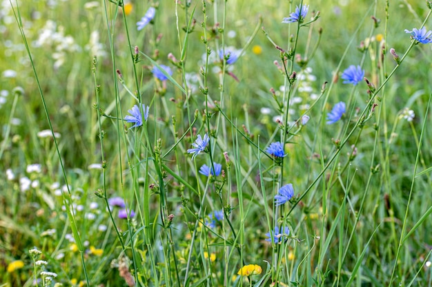 Belles fleurs sauvages sur un pré vert Fleurs bleues de chicorée Cichorium intybus Paysage d'été