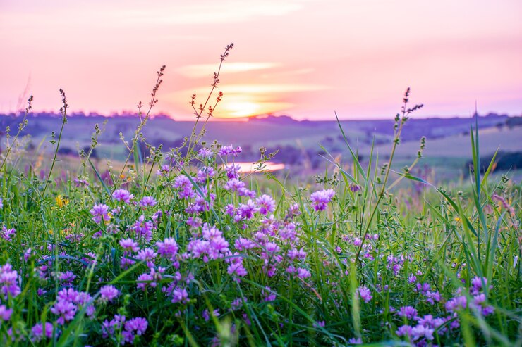 Photo belles fleurs sauvages sur un pré vert, soirée d'été avec un pré lumineux au coucher du soleil.
