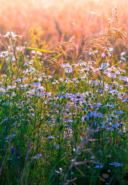 Belles fleurs sauvages sur un pré vert, soirée d'été avec un pré lumineux au coucher du soleil.