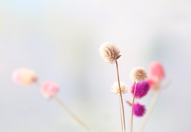 Belles fleurs séchées sur fond clair