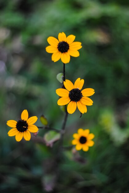 De belles fleurs sont toujours des vacances