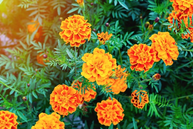 Belles fleurs de souci. Fleurs de souci en gros plan (Tagetes erecta). Vue de dessus