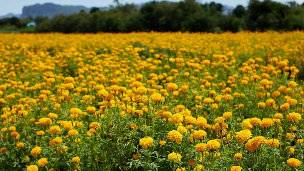 Belles fleurs de souci