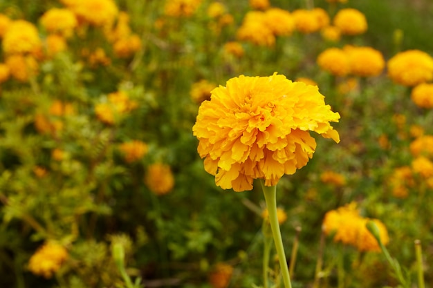 Belles fleurs de souci