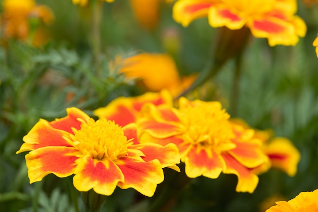 Photo de belles fleurs de soucis fleurissent dans la nature du jardin .. (tagetes erecta, souci mexicain, souci africain)