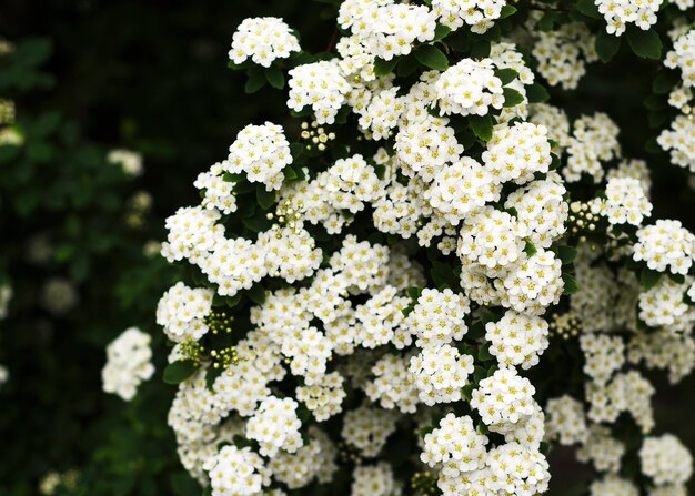 Belles fleurs de spirée blanche en fleurs. Fleurs printanières blanches 3