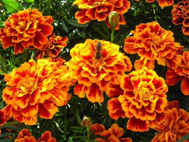 Belles fleurs de tagètes