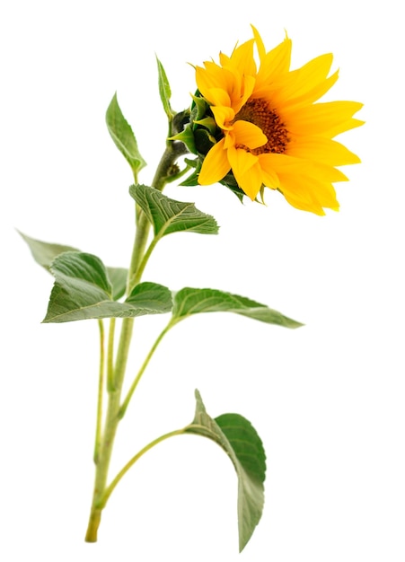 Belles fleurs de tournesol lumineuses jaunes