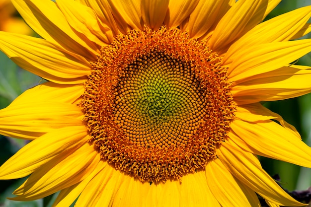 Belles fleurs tournesols floraison et pollinisation par les insectes