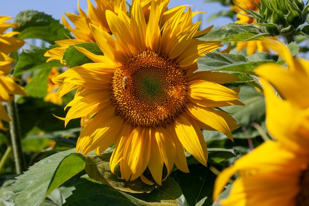 Belles fleurs tournesols floraison et pollinisation par les insectes