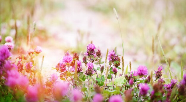 De belles fleurs de trèfle fleurissent dans le champ un jour d'été