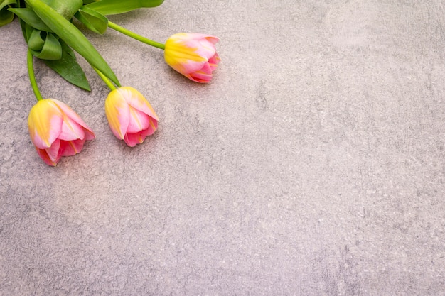 Belles fleurs de tulipe