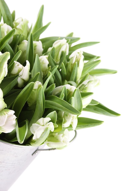 Belles fleurs tulipes blanches dans un seau en métal.