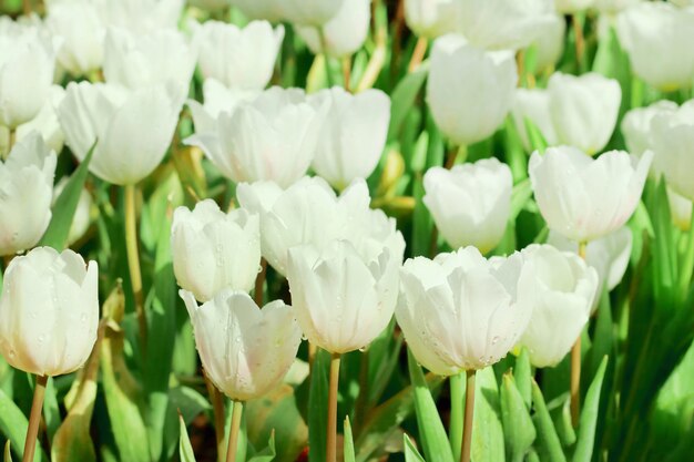 Belles fleurs de tulipes blanches avec des feuilles vertes dans le champ de tulipes.