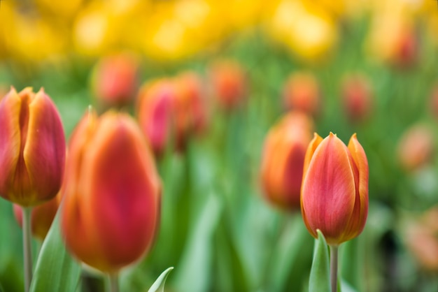 Belles fleurs de tulipes colorées en fleurs dans le jardin