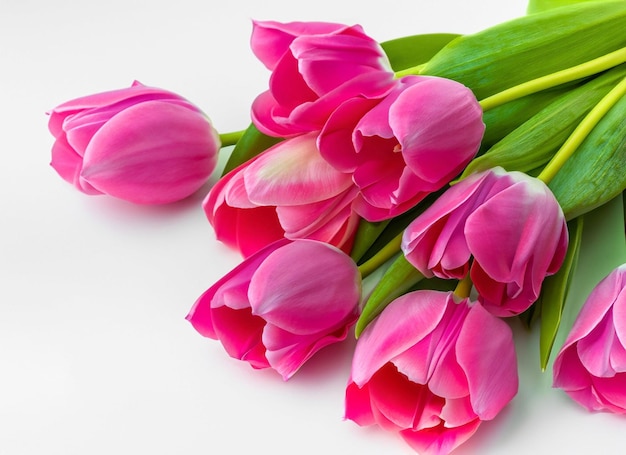 belles fleurs de tulipes sur fond blanc