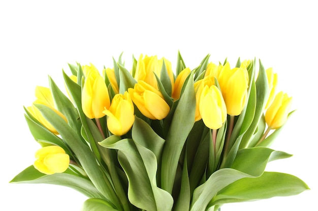 Belles fleurs tulipes jaunes. Beaucoup de fleurs se bouchent