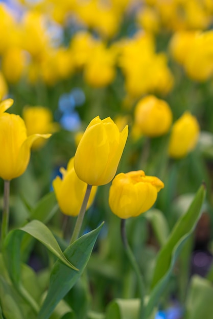 Belles fleurs de tulipes jaunes dans le jardin