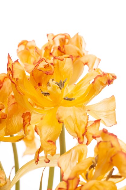 De belles fleurs de tulipes jaunes sur un fond blanc