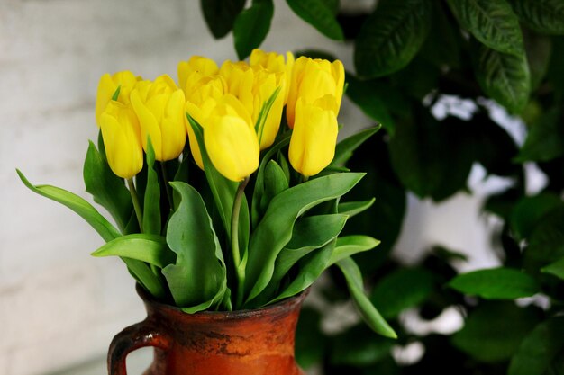 Belles fleurs de tulipes jaunes