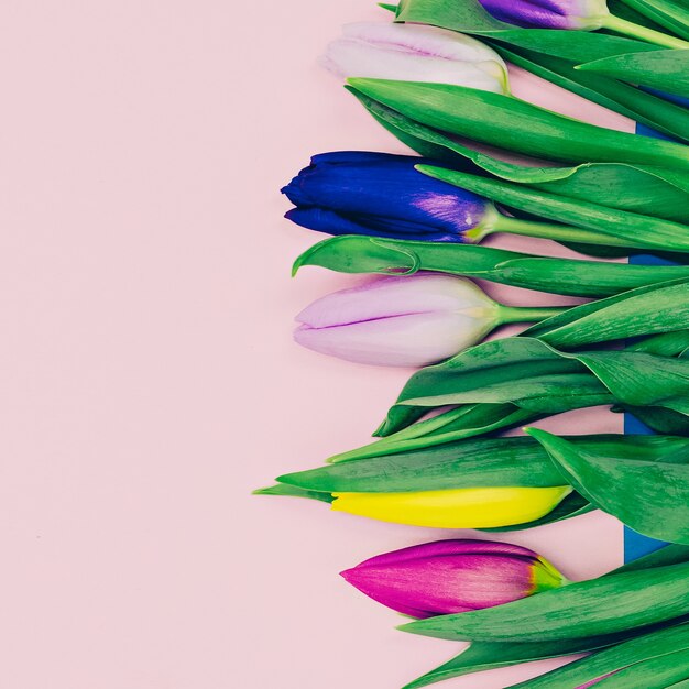 Belles fleurs. Tulipes. Mode de style minimaliste