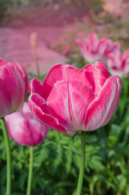 Belles fleurs de tulipes perroquets roses dans le jardin Tulipes perroquet rose orange gros plan