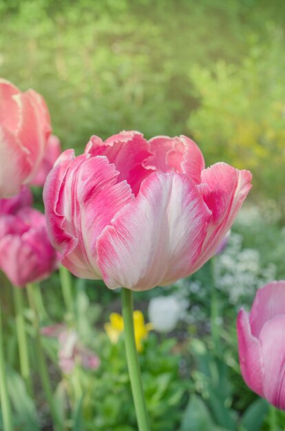 Belles fleurs de tulipes perroquets roses dans le jardin Tulipes perroquet rose orange gros plan