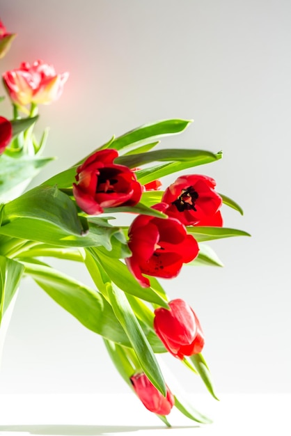 Belles fleurs de tulipes printanières