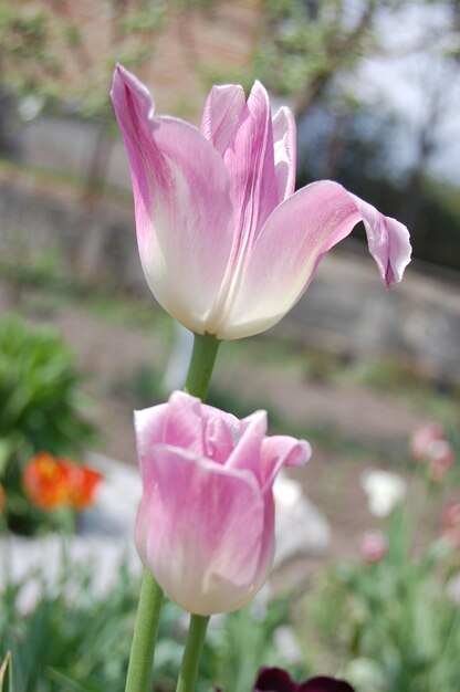 Belles fleurs de tulipes roses dans le jardin de printemps