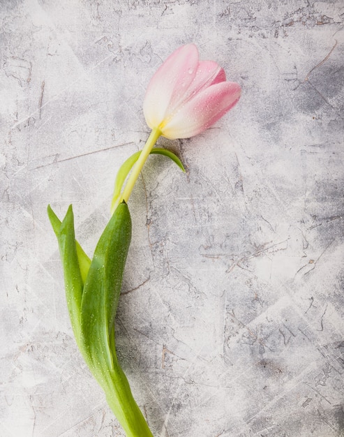 Belles fleurs tulipes roses. Vue de dessus.