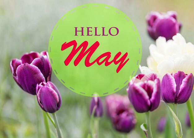 De belles fleurs de tulipes violettes et le texte HELLO MAY sur fond vert