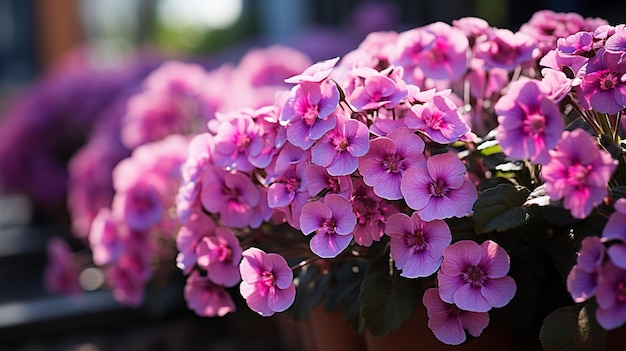 De belles fleurs de verveine