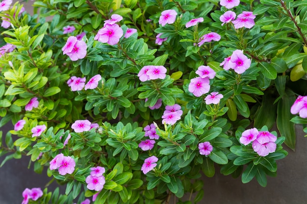 Belles fleurs de vinca rose