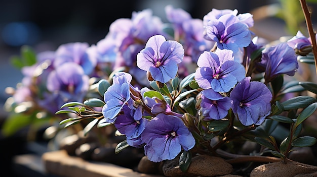 Les belles fleurs de Vinca