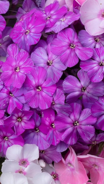 Belles fleurs Violet et blanc gros plan phlox