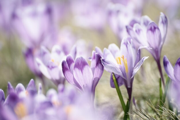 De belles fleurs violettes de crocus poussant sur l'herbe sèche, le premier signe du printemps. Fond de Pâques saisonnier.