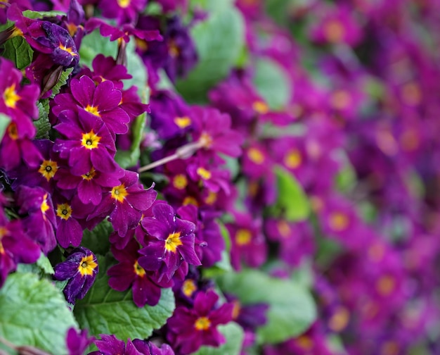 Belles fleurs violettes dans le jardin