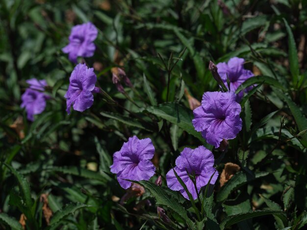 Belles fleurs violettes dans la nature