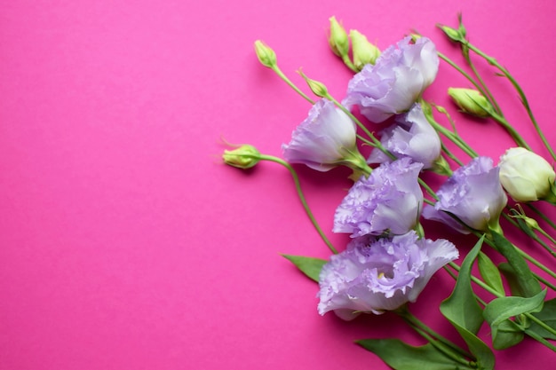 Belles fleurs violettes d'eustoma (lisianthus) en pleine floraison avec des feuilles de bourgeons. Bouquet de fleurs sur fond fuchsia. Espace de copie