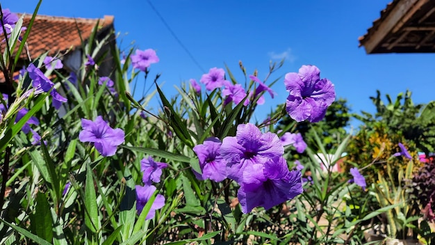 Belles fleurs violettes sur fond de ciel bleu 02