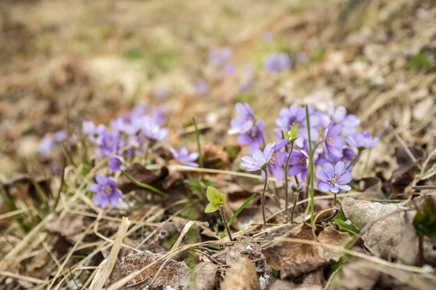 Belles fleurs violettes hepatica feuilles sèches