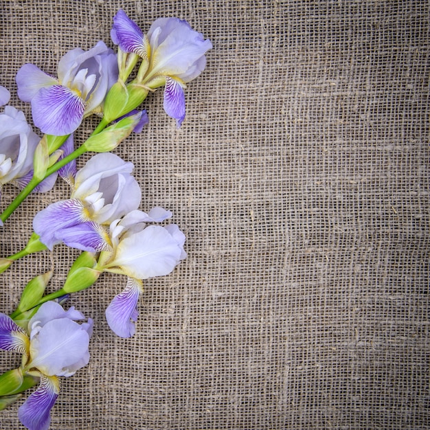 Belles fleurs violettes iris sur une toile grise
